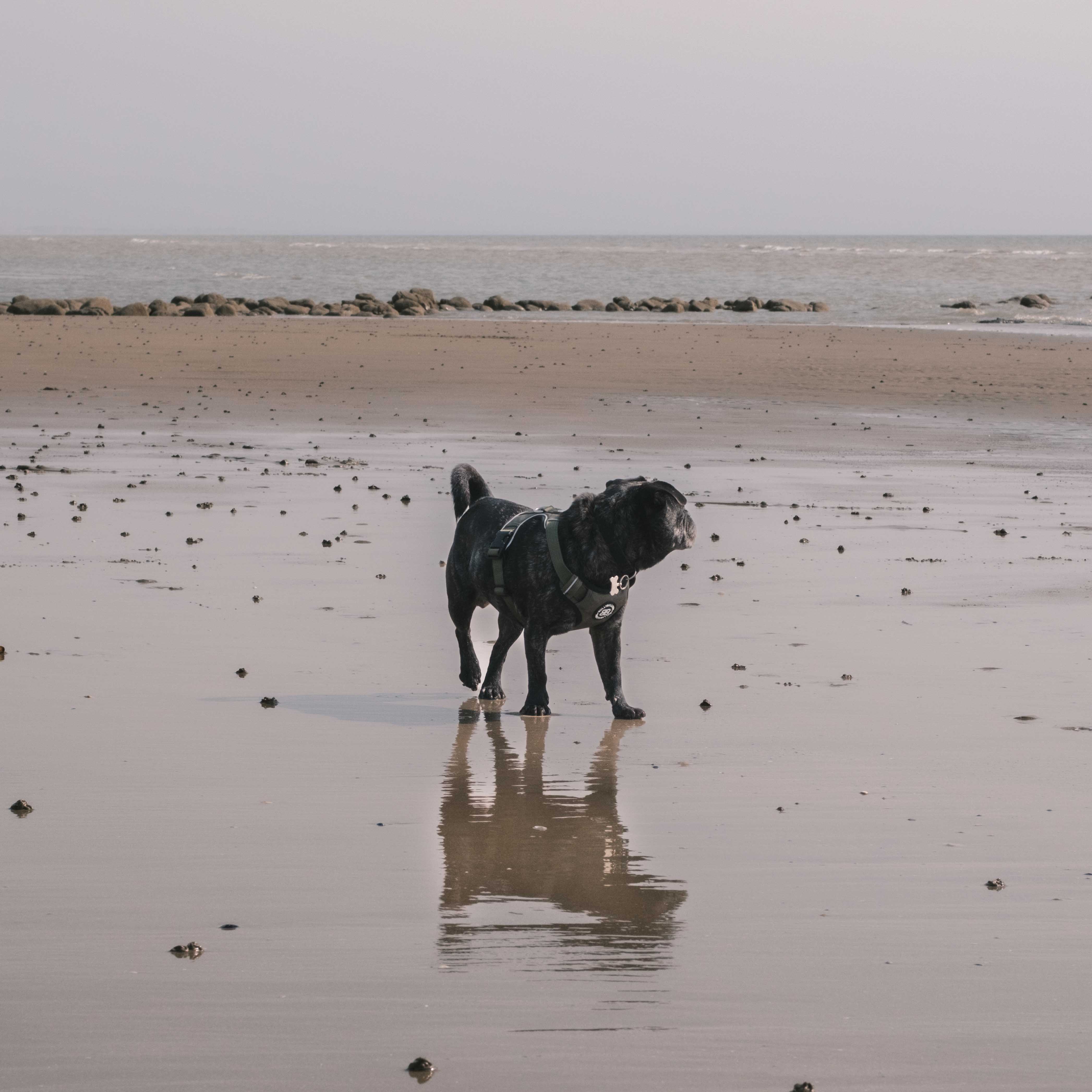 Wildlife photography