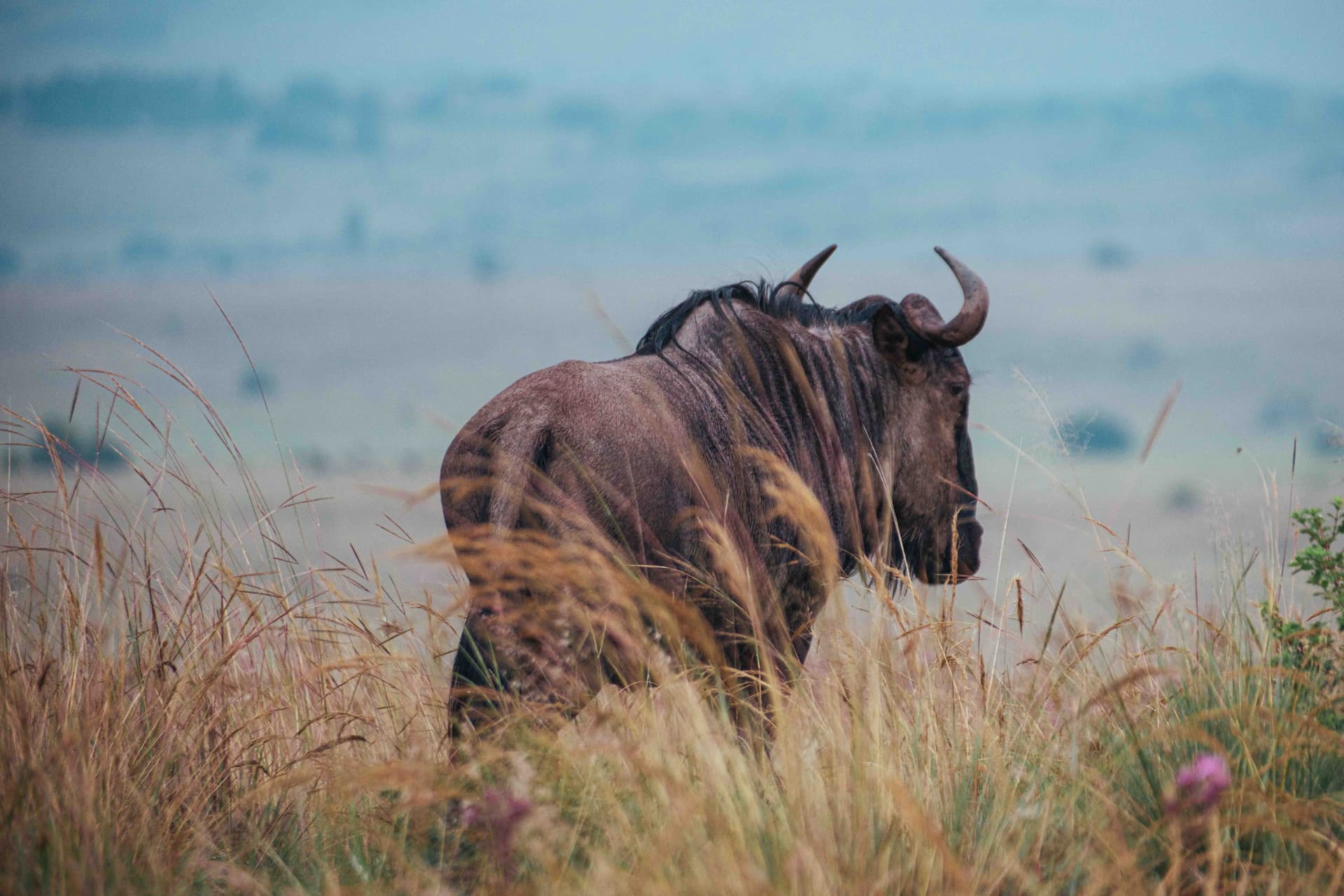 Wildlife photography
