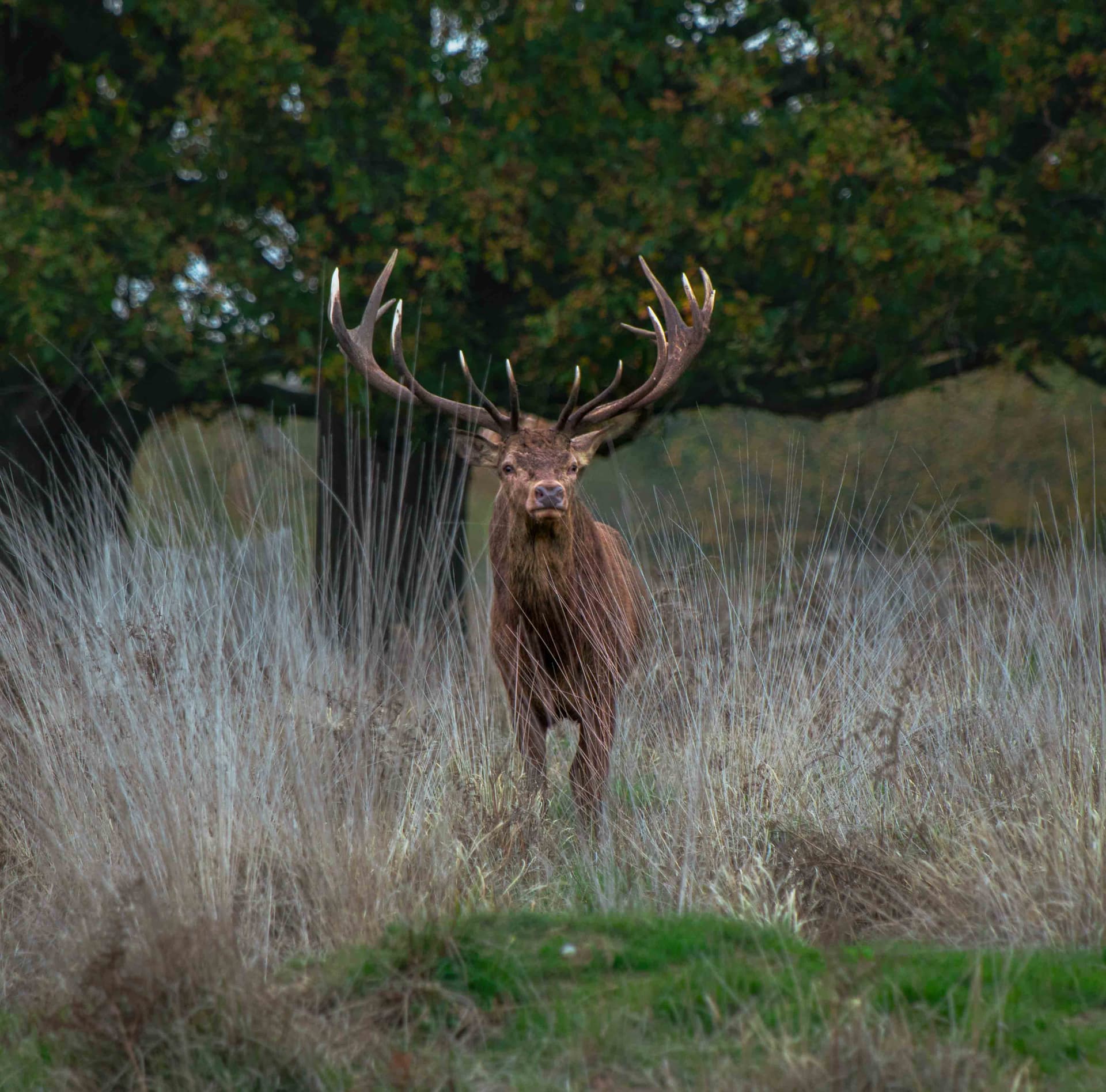 Wildlife photography