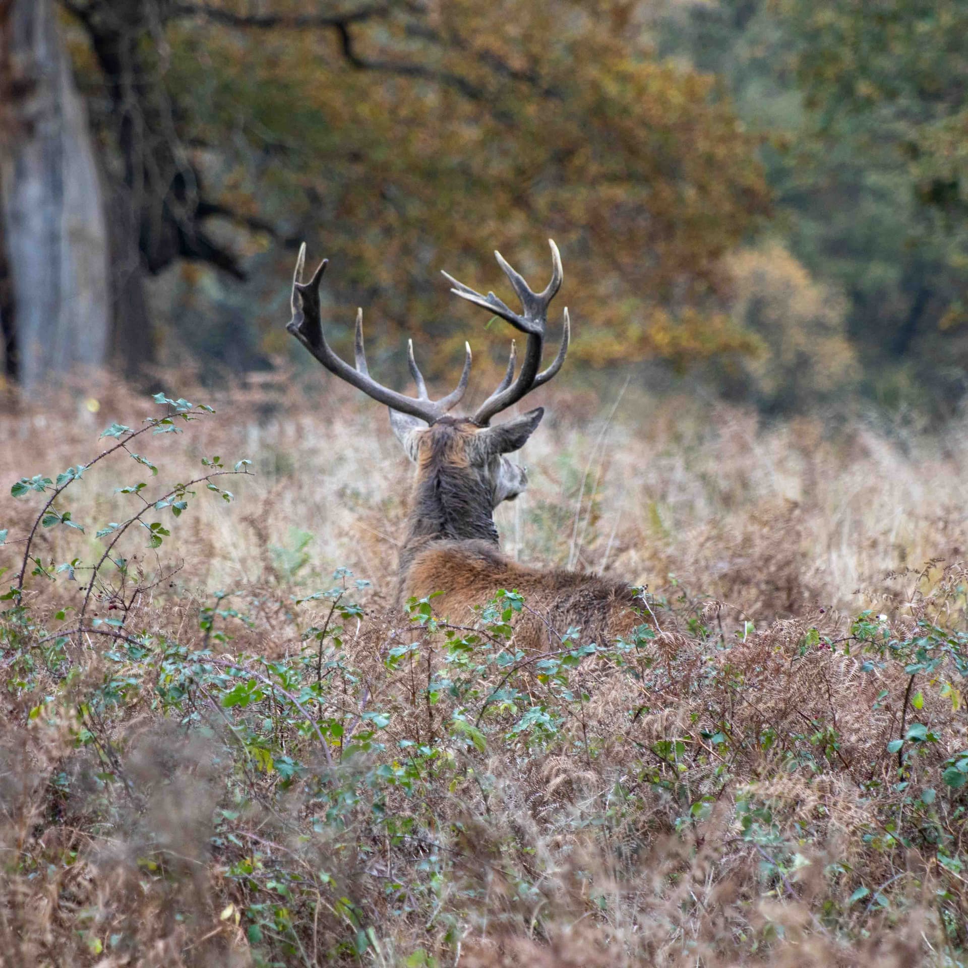 Wildlife photography