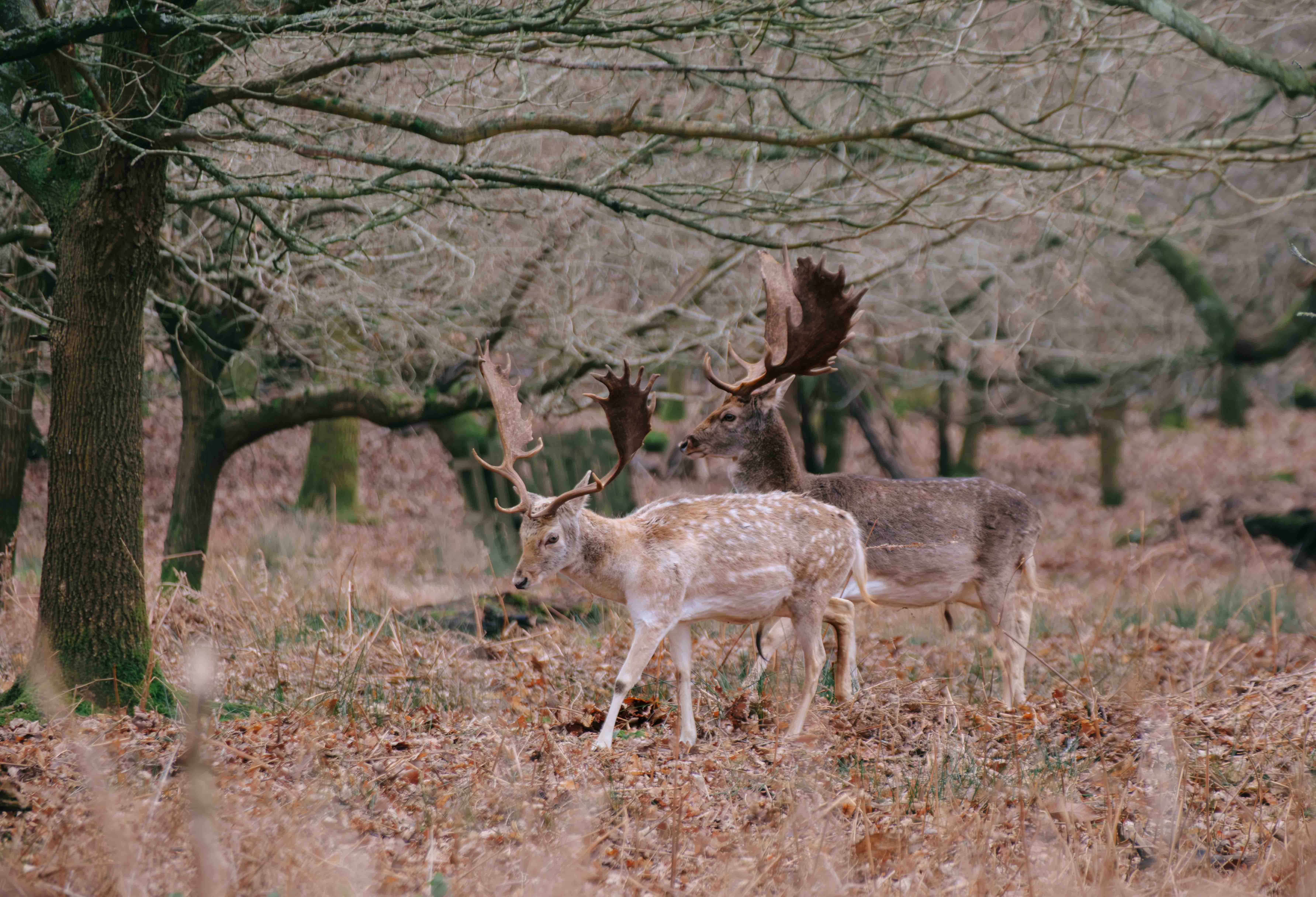 Wildlife photography