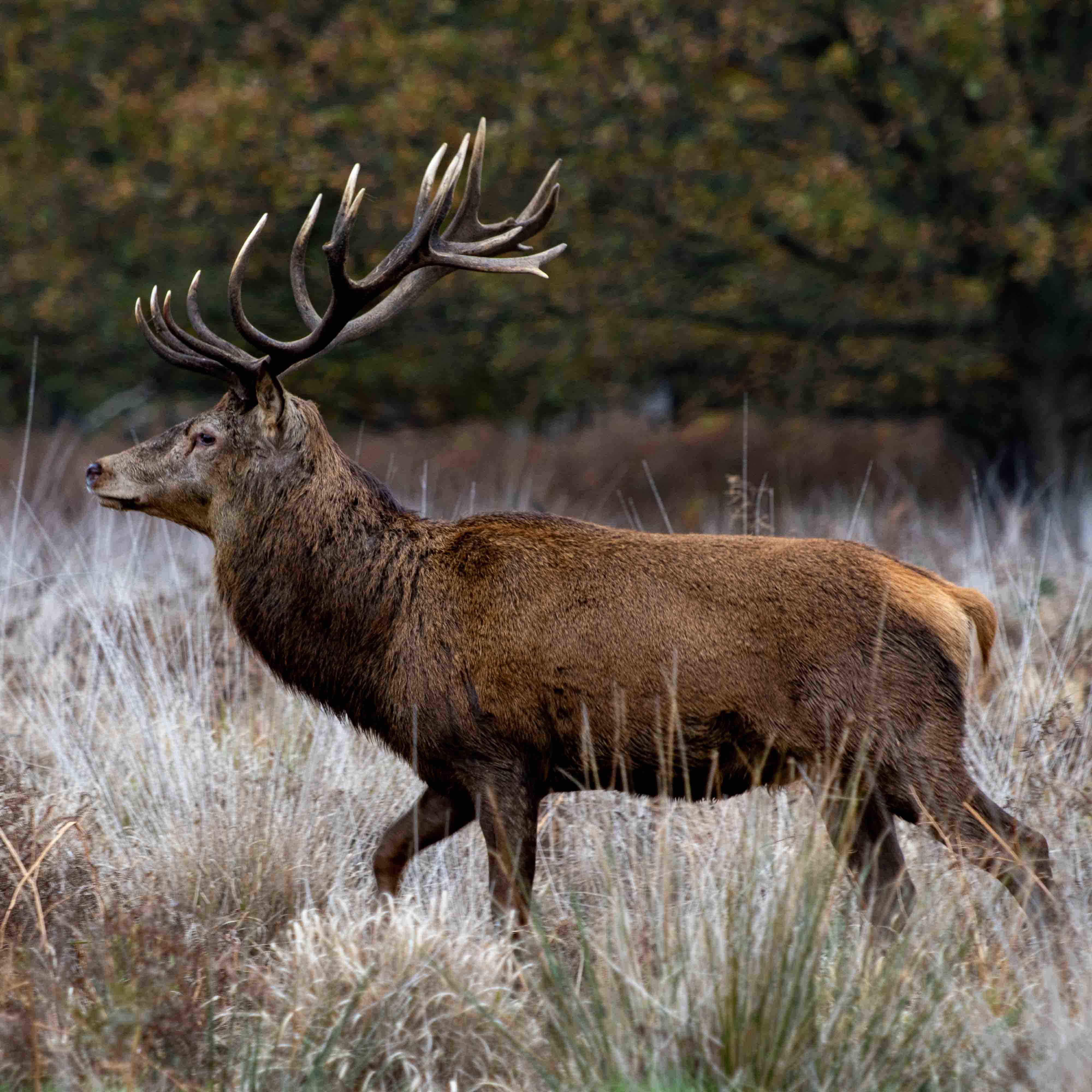 Wildlife photography